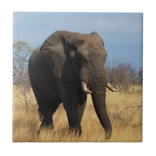 Africian Elephant Fliese