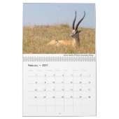 Afrika 2020 Wildtiere Kalender (Feb 2027)