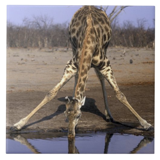 Afrika, Botsuana, Chobe National Park, Giraffe Fliese (Vorderseite)