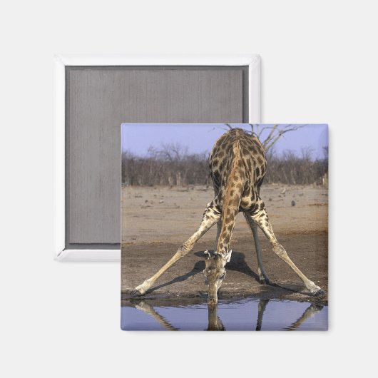 Afrika, Botsuana, Chobe National Park, Giraffe Magnet (Vorderseite/Rückseite)