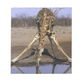 Afrika, Botsuana, Chobe National Park, Giraffe Notizblock (Vorderseite)