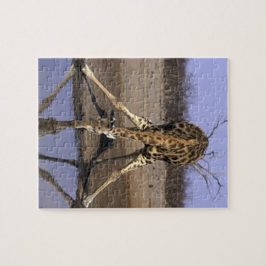 Afrika, Botsuana, Chobe National Park, Giraffe Puzzle (Horizontal)