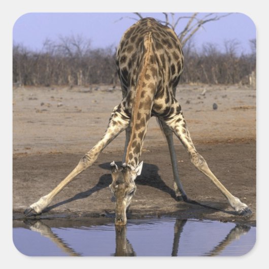 Afrika, Botsuana, Chobe National Park, Giraffe Quadratischer Aufkleber (Vorderseite)
