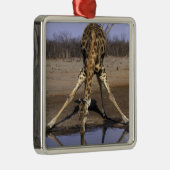 Afrika, Botsuana, Chobe National Park, Giraffe Silbernes Ornament (Rechts)