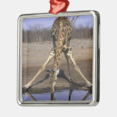 Afrika, Botsuana, Chobe National Park, Giraffe Silbernes Ornament (Links)