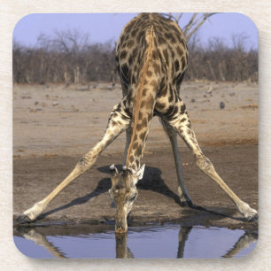 Afrika, Botsuana, Chobe National Park, Giraffe Untersetzer