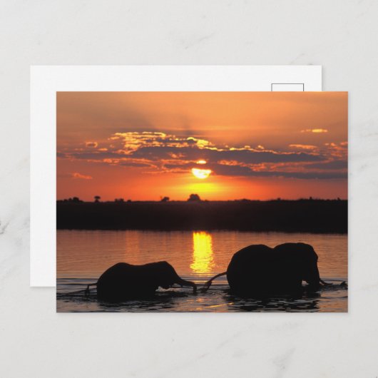 Afrika, Botsuana, Chobe National Park, Herde Postkarte (Vorne/Hinten)
