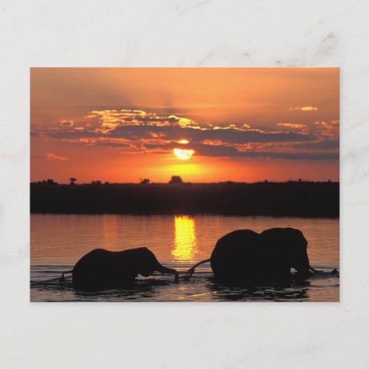 Afrika, Botsuana, Chobe National Park, Herde Postkarte (Vorderseite)