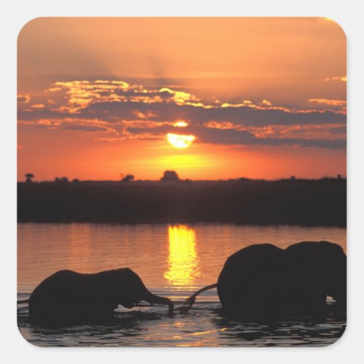 Afrika, Botsuana, Chobe National Park, Herde Quadratischer Aufkleber (Vorderseite)