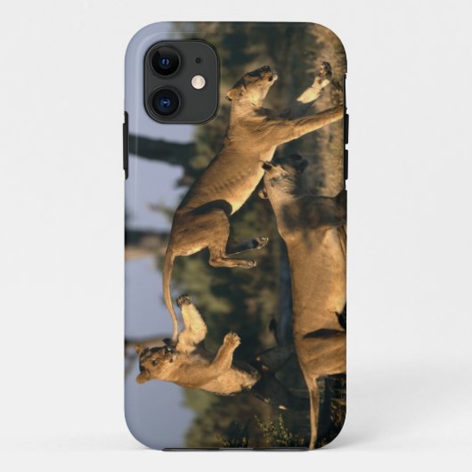Afrika, Botsuana, Chobe National Park, Lionesses Case-Mate iPhone Hülle (Rückseite)