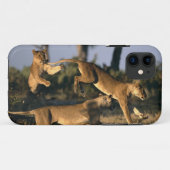 Afrika, Botsuana, Chobe National Park, Lionesses Case-Mate iPhone Hülle (Rückseite (Horizontal))