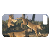 Afrika, Botsuana, Chobe National Park, Lionesses Case-Mate iPhone Hülle (Rückseite (Horizontal))
