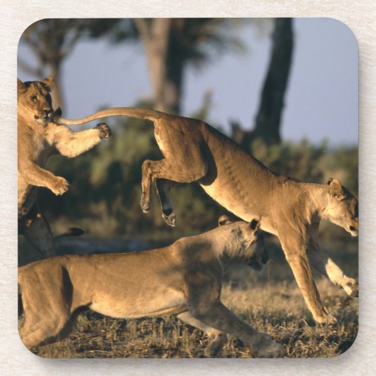 Afrika, Botsuana, Chobe National Park, Lionesses Getränkeuntersetzer (Vorderseite)