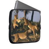 Afrika, Botsuana, Chobe National Park, Lionesses Laptopschutzhülle (Vorne Rechts)