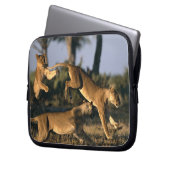 Afrika, Botsuana, Chobe National Park, Lionesses Laptopschutzhülle (Vorderseite Links)