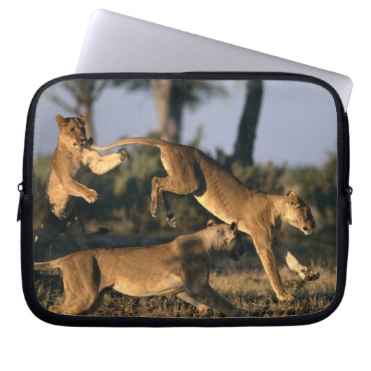 Afrika, Botsuana, Chobe National Park, Lionesses Laptopschutzhülle (Vorderseite)