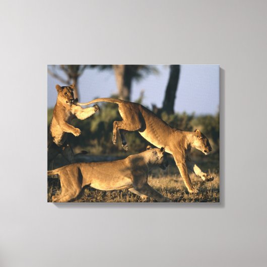 Afrika, Botsuana, Chobe National Park, Lionesses Leinwanddruck (Vorderseite)