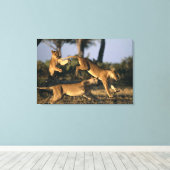 Afrika, Botsuana, Chobe National Park, Lionesses Leinwanddruck (Insitu (Holzboden))