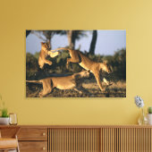 Afrika, Botsuana, Chobe National Park, Lionesses Leinwanddruck (Insitu (Wohnzimmer))