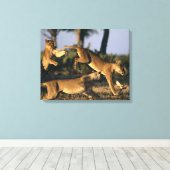 Afrika, Botsuana, Chobe National Park, Lionesses Leinwanddruck (Insitu (Holzboden))