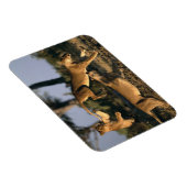 Afrika, Botsuana, Chobe National Park, Lionesses Magnet (Rechte Seite)