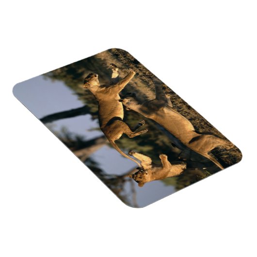 Afrika, Botsuana, Chobe National Park, Lionesses Magnet (Rechte Seite)