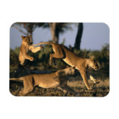 Afrika, Botsuana, Chobe National Park, Lionesses Magnet (Horizontal)