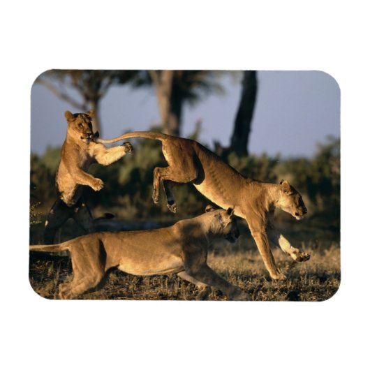 Afrika, Botsuana, Chobe National Park, Lionesses Magnet (Horizontal)