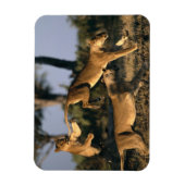Afrika, Botsuana, Chobe National Park, Lionesses Magnet (Vertikal)
