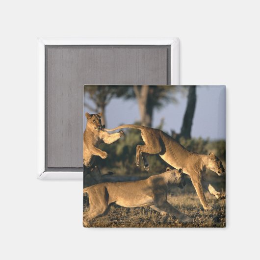 Afrika, Botsuana, Chobe National Park, Lionesses Magnet (Vorderseite/Rückseite)