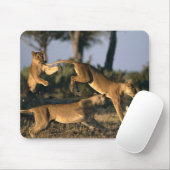 Afrika, Botsuana, Chobe National Park, Lionesses Mousepad (Mit Mouse)
