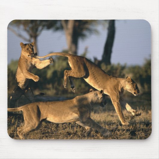 Afrika, Botsuana, Chobe National Park, Lionesses Mousepad (Vorne)