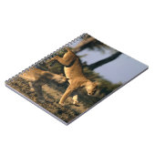 Afrika, Botsuana, Chobe National Park, Lionesses Notizblock (Linke Seite)