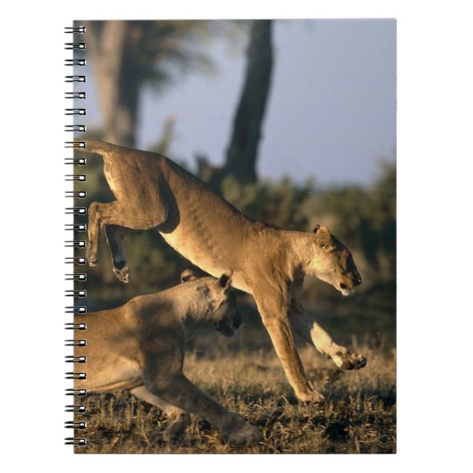 Afrika, Botsuana, Chobe National Park, Lionesses Notizblock (Vorderseite)
