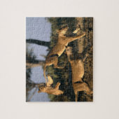 Afrika, Botsuana, Chobe National Park, Lionesses Puzzle (Vertikal)