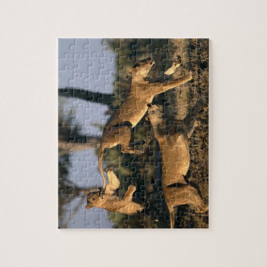 Afrika, Botsuana, Chobe National Park, Lionesses Puzzle (Vertikal)
