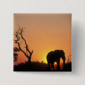 Afrika, Botsuana, Chobe National Park, Setting Button (Vorderseite)