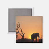 Afrika, Botsuana, Chobe National Park, Setting Magnet (Vorderseite/Rückseite)