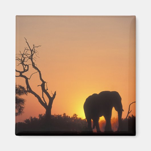Afrika, Botsuana, Chobe National Park, Setting Magnet (Vorne)