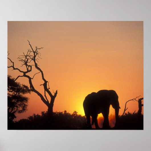 Afrika, Botsuana, Chobe National Park, Setting Poster (Vorne)