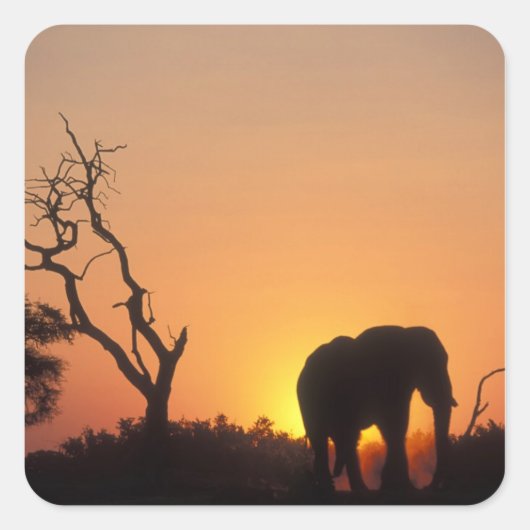 Afrika, Botsuana, Chobe National Park, Setting Quadratischer Aufkleber (Vorderseite)