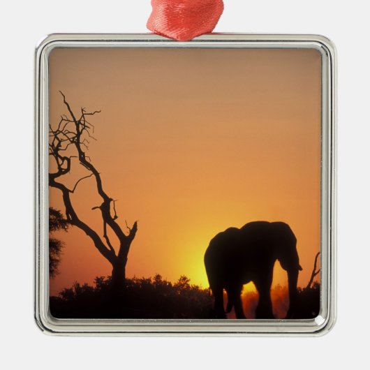 Afrika, Botsuana, Chobe National Park, Setting Silbernes Ornament (Vorne)