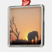 Afrika, Botsuana, Chobe National Park, Setting Silbernes Ornament (Links)