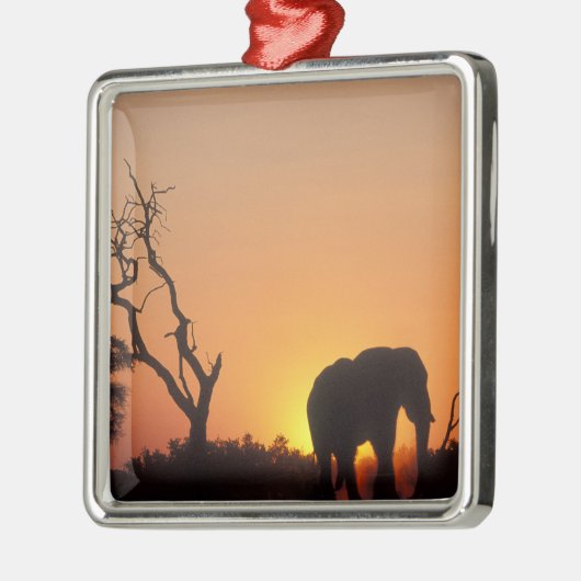 Afrika, Botsuana, Chobe National Park, Setting Silbernes Ornament (Links)