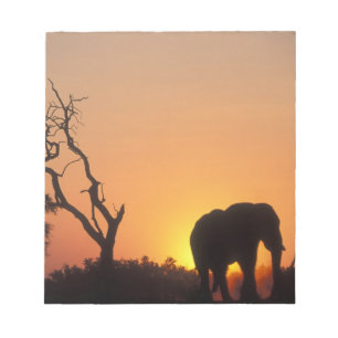 Afrika, Botsuana, Chobe-Nationalpark, Einstellung Notizblock