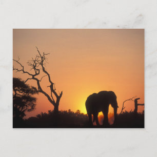 Afrika, Botsuana, Chobe-Nationalpark, Einstellung Postkarte