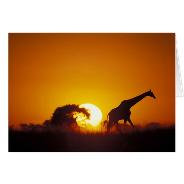 Afrika, Botsuana, Chobe-Nationalpark, Giraffe 2 (Vorderseite (Horizontal))