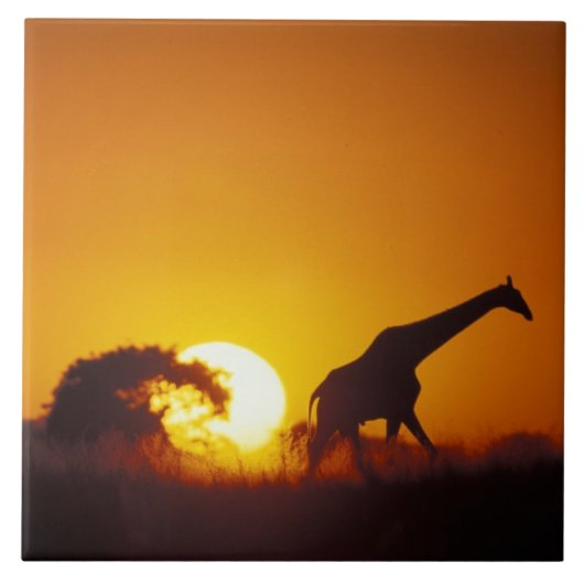 Afrika, Botsuana, Chobe-Nationalpark, Giraffe 2 Fliese (Vorderseite)