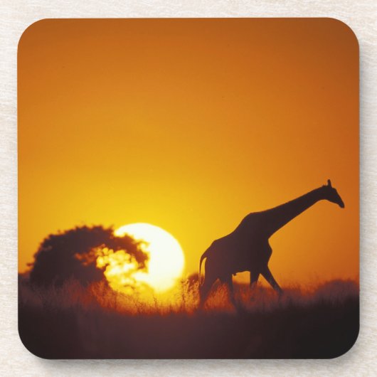 Afrika, Botsuana, Chobe-Nationalpark, Giraffe 2 Getränkeuntersetzer (Vorderseite)