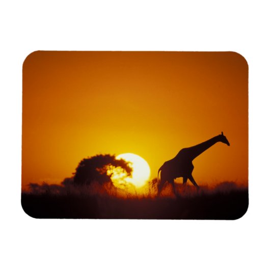 Afrika, Botsuana, Chobe-Nationalpark, Giraffe 2 Magnet (Horizontal)